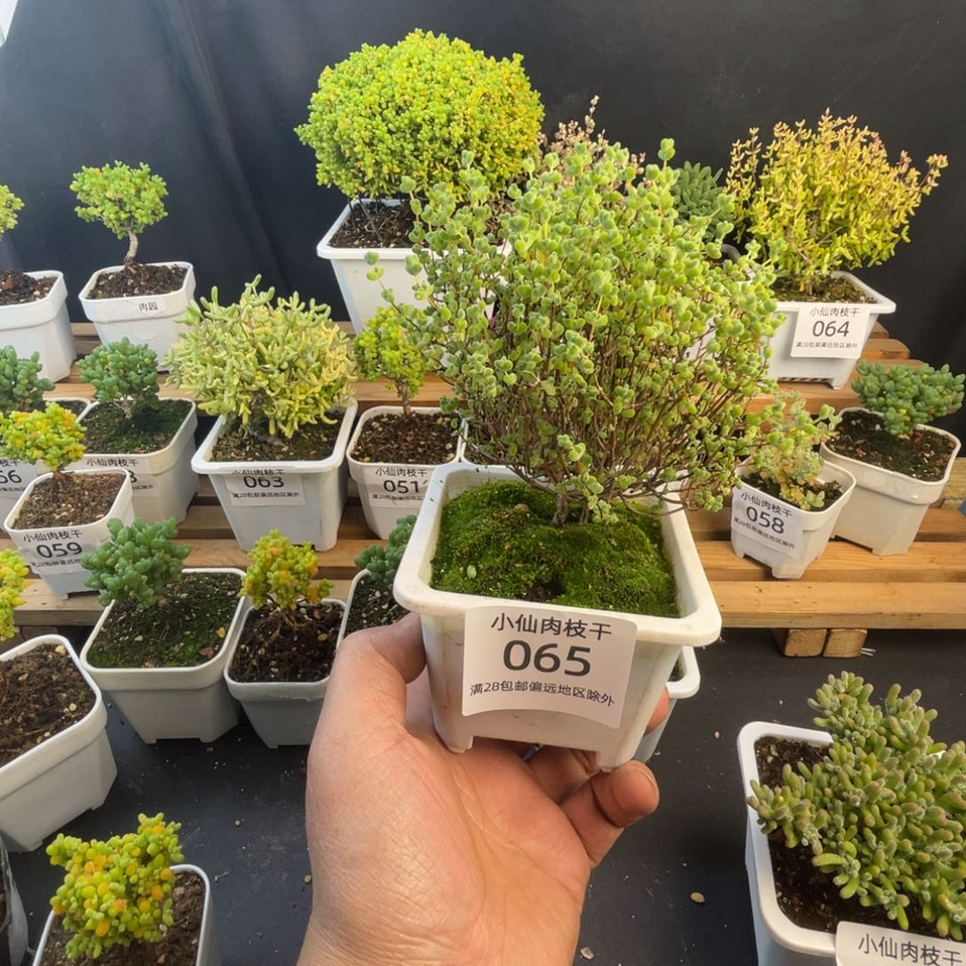 065枝干番杏老桩莱斯