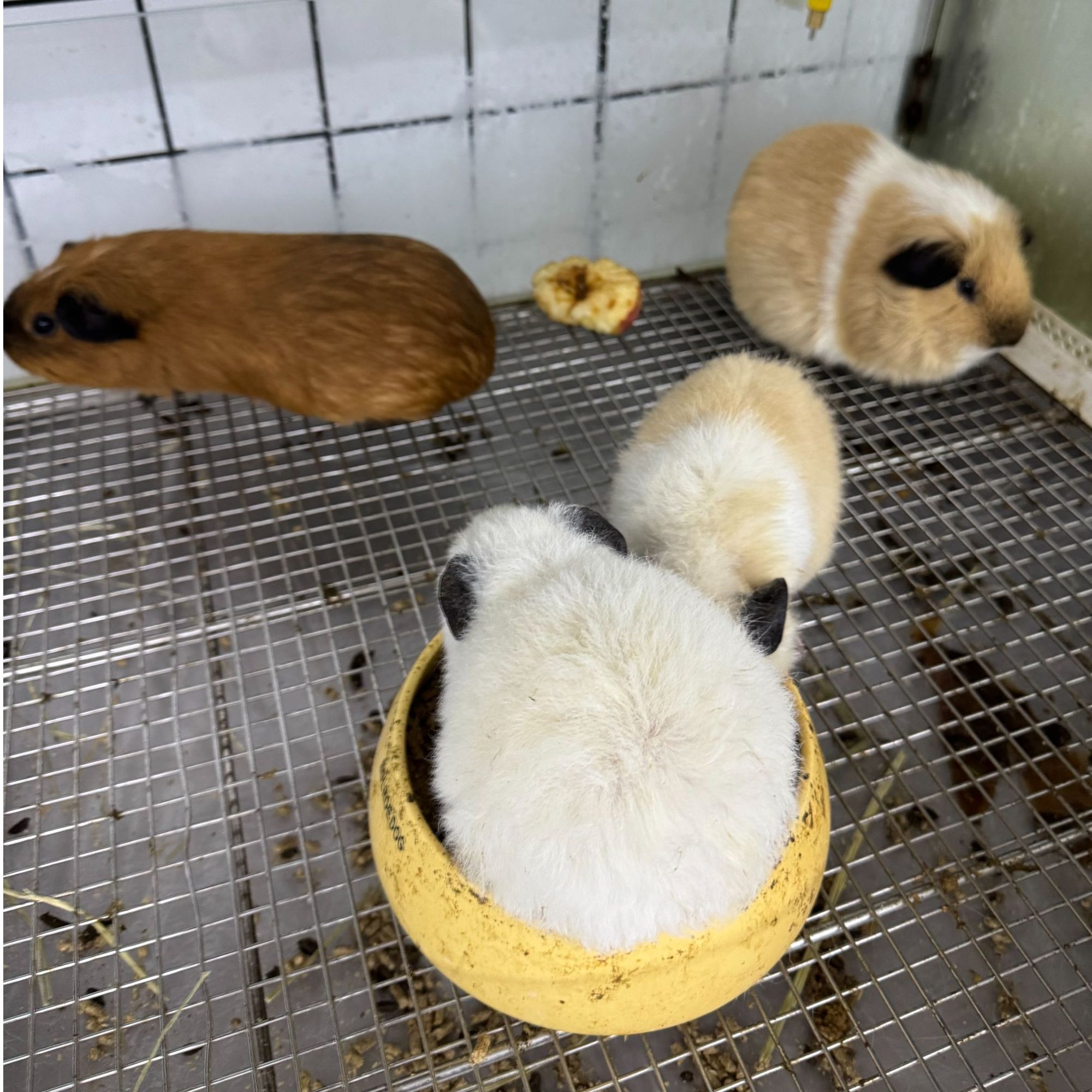 荷兰猪豚鼠宠物家庭喂养可直播挑选