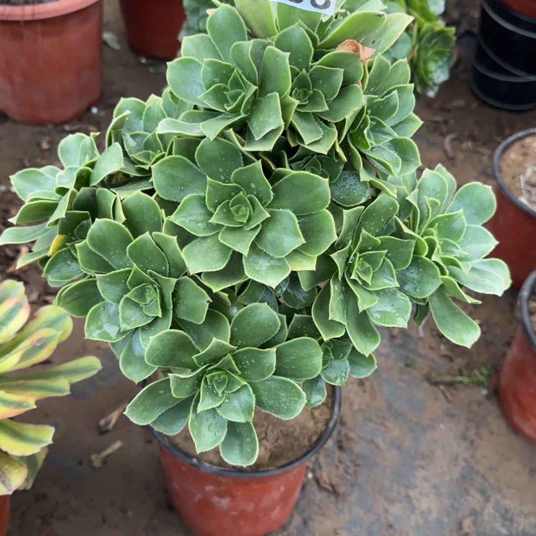 香腹483满20包邮断枝不包