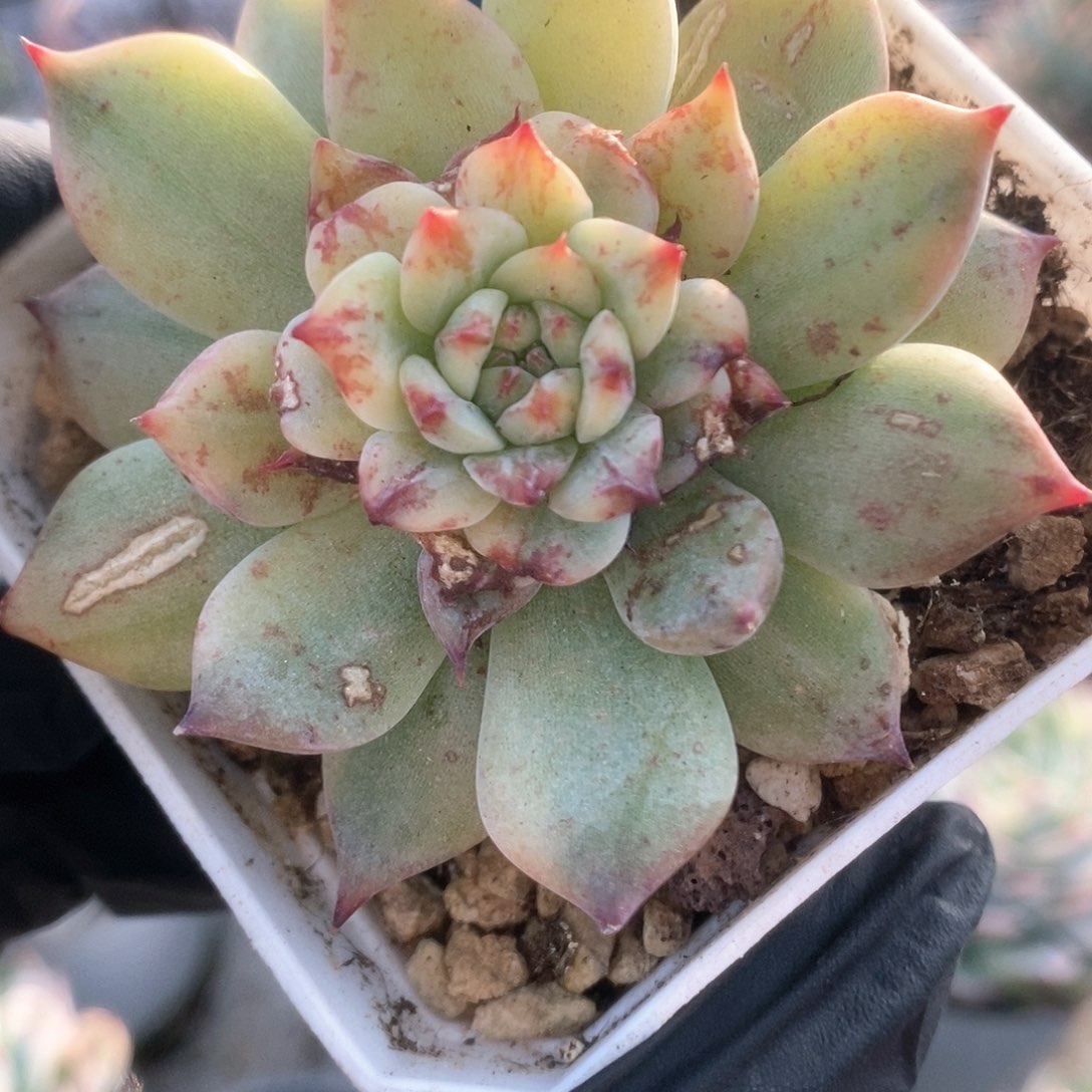 261不知名锦锦锦锦锦锦