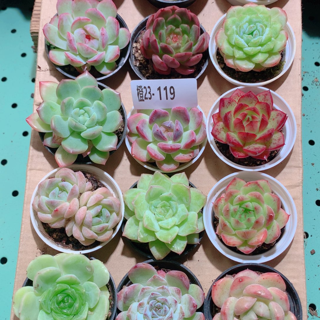 23-119一物一拍多肉带盆18颗