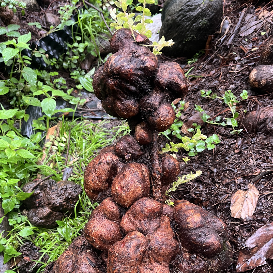 珍珠米叶大花大果品种