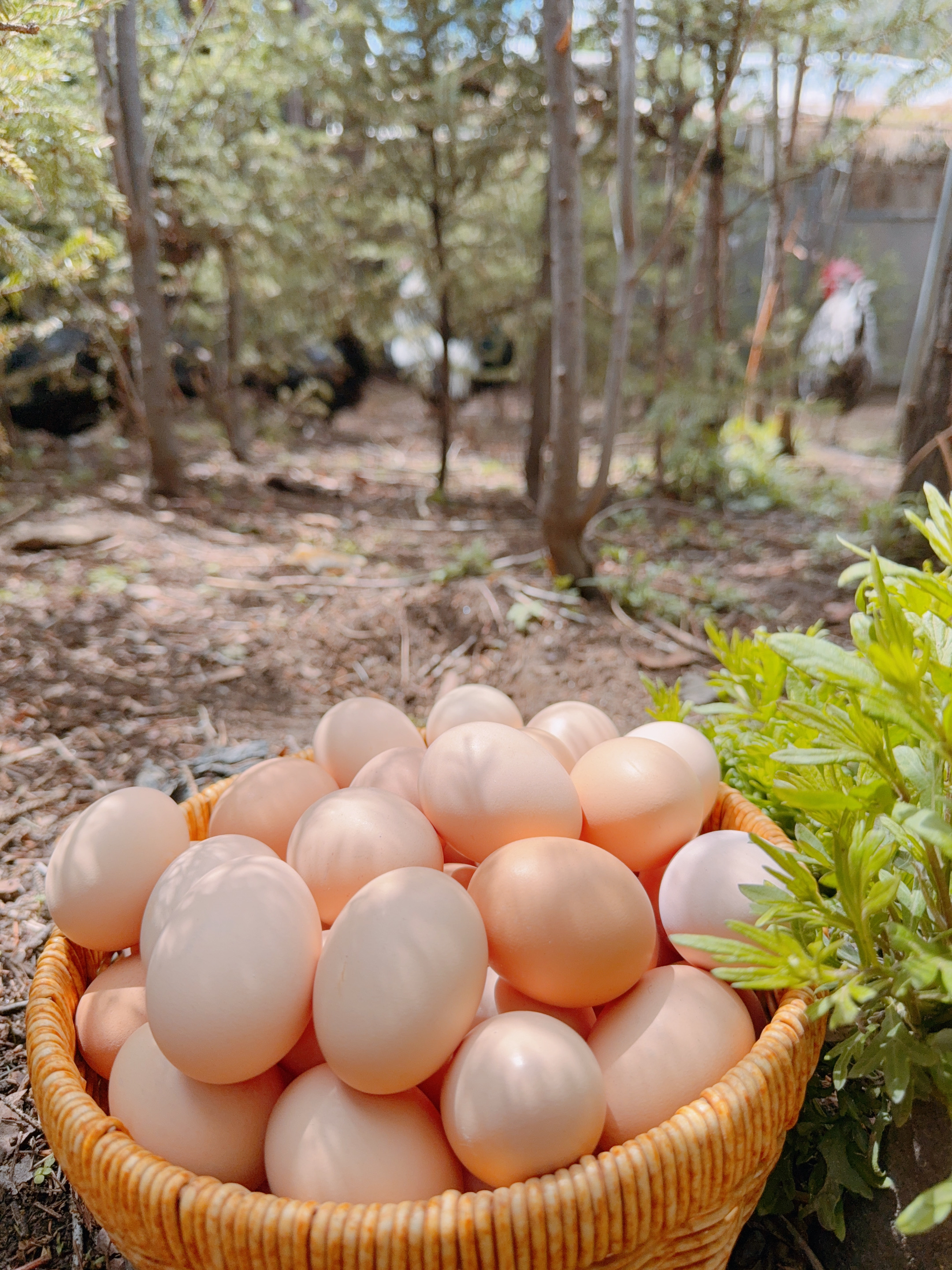 正宗散养藏香新鲜鸡蛋鸡蛋