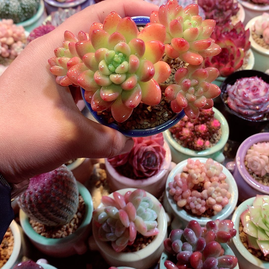 美肉肉哦哦哦哦哦哦哦哦