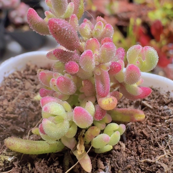 红宝石枝干锦王炸一颗