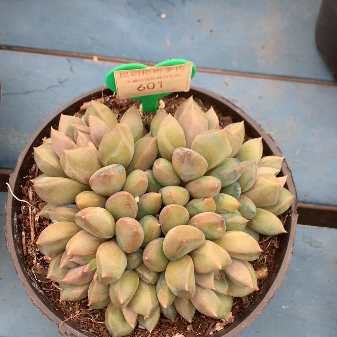 红象牙矮桩平头601