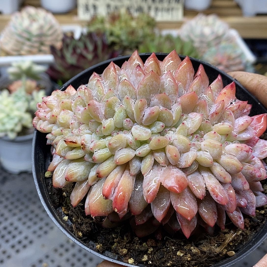 19211 橙梦露缀化