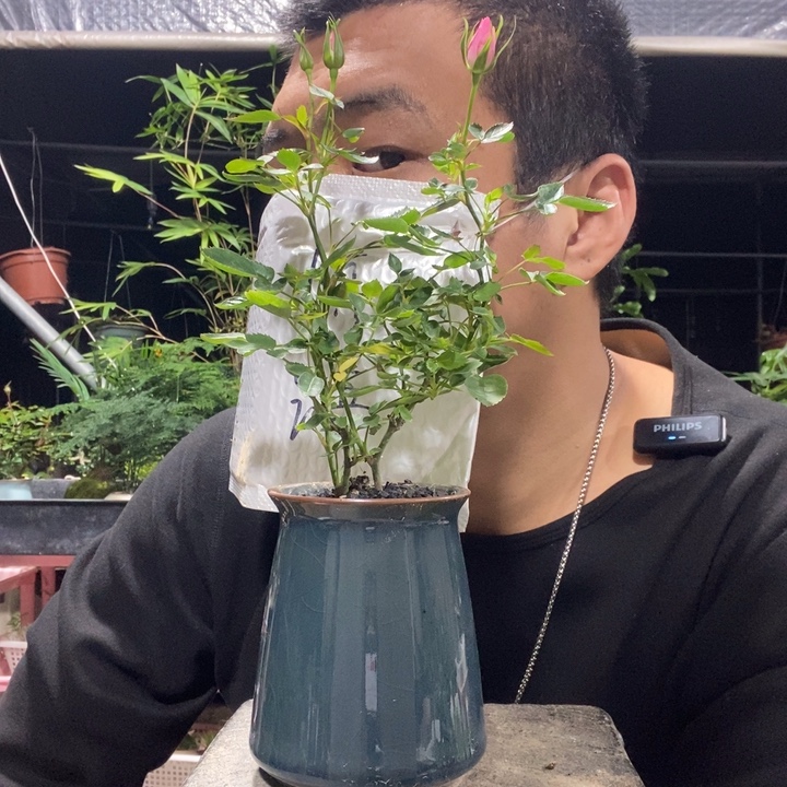 H***.以实际为准盆景绿植盆栽53