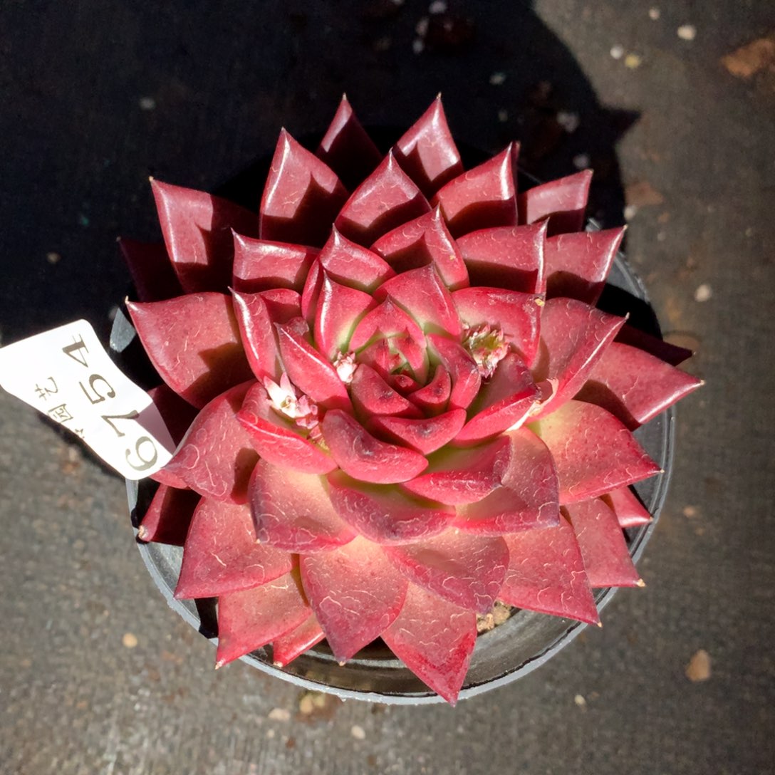 6754新年快乐发发发