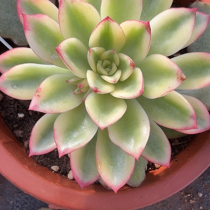 紫梦锦多肉锦植物