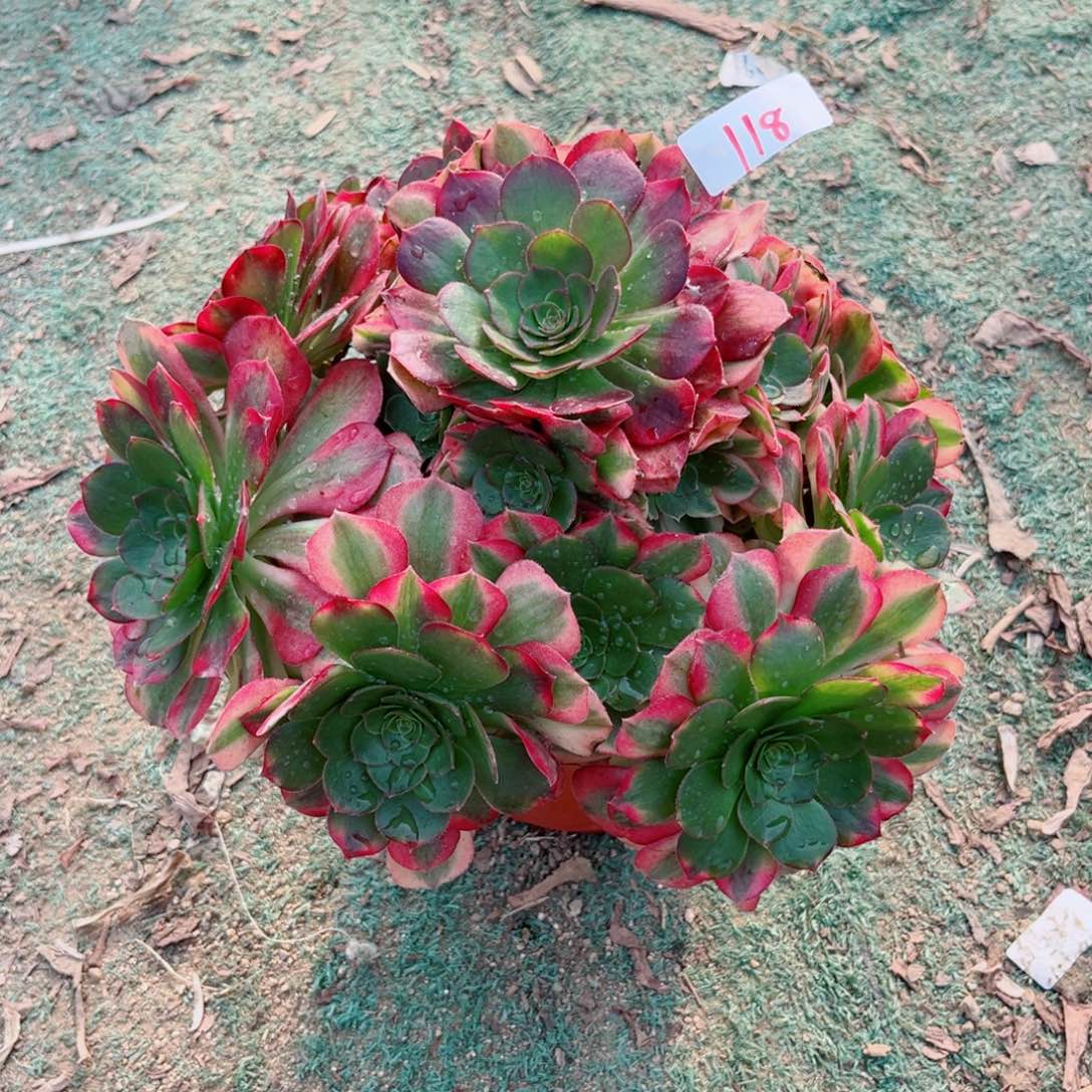 118雨荷法师多肉植物