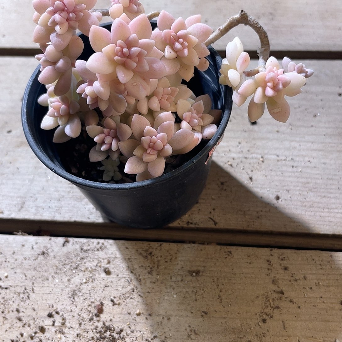 乒*球 秋丽锦  六月六