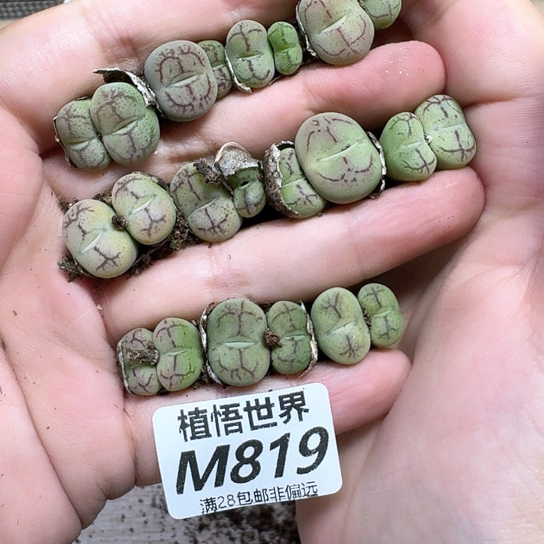一颗一组量拍多肉植物