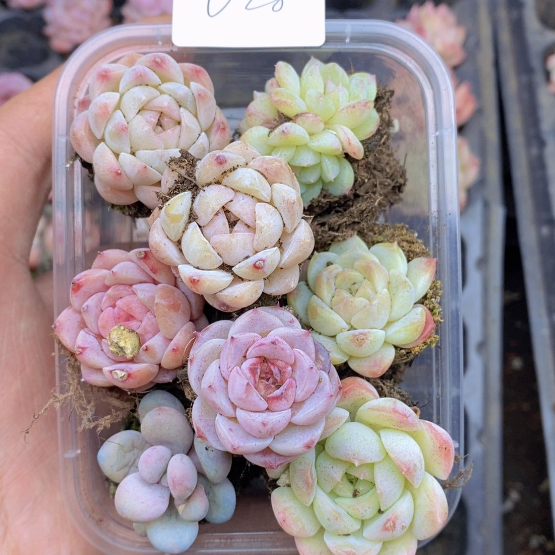 春泥家框拍链接U28