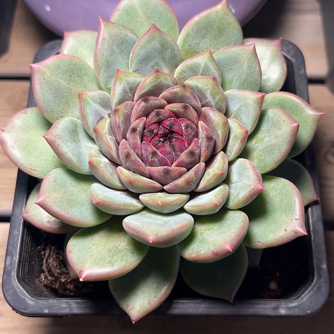 8-28-31精控迷雾天使