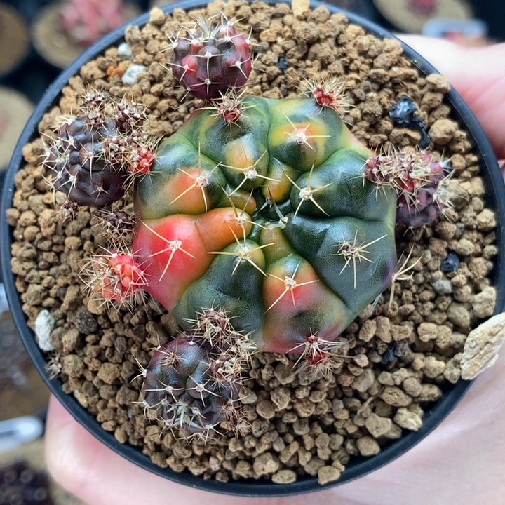 毒苹果 米哈仙人球