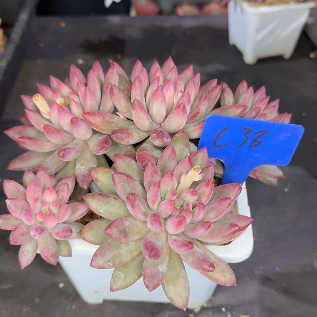 多肉植物的生长发育与生长