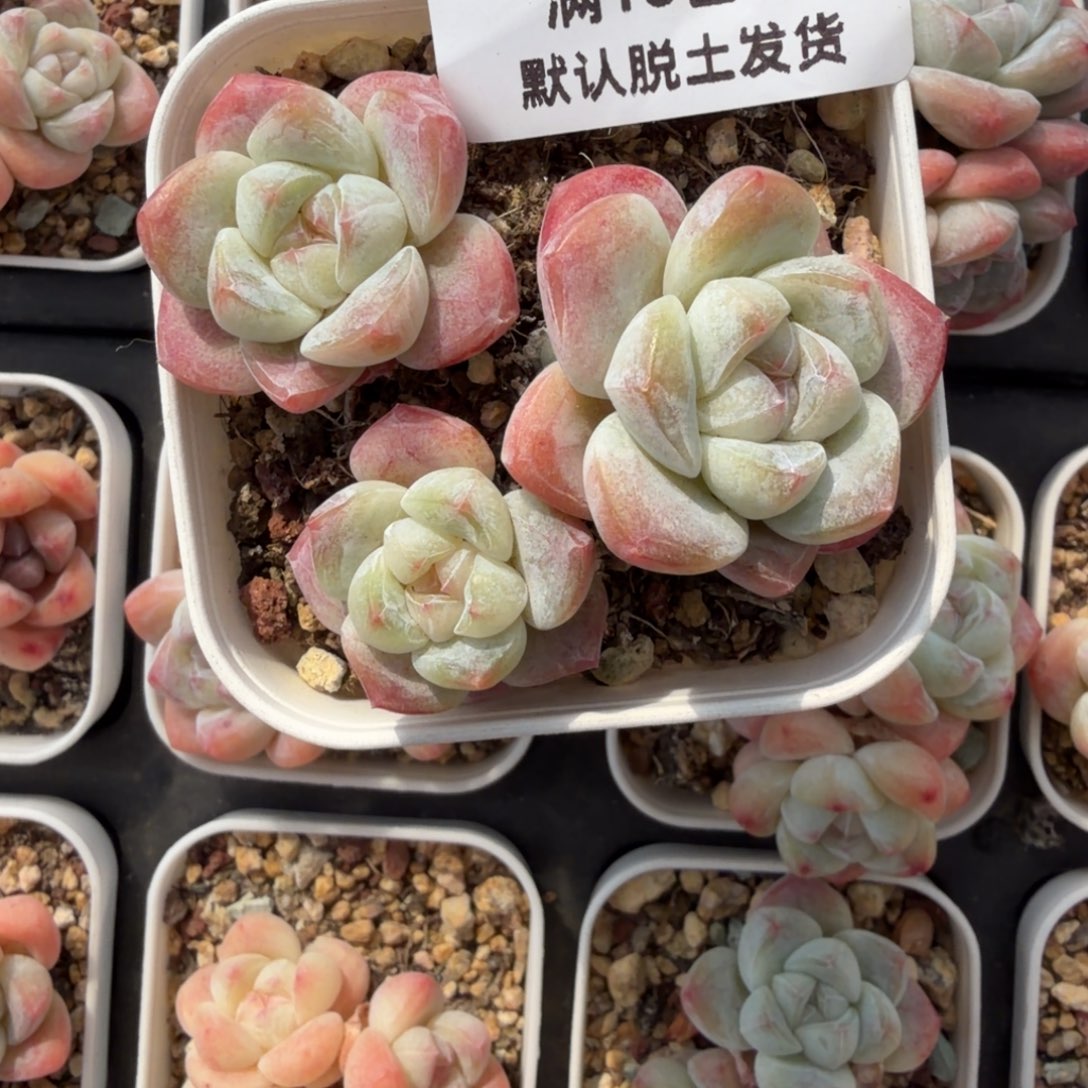 东篱下散群92哈哈散群