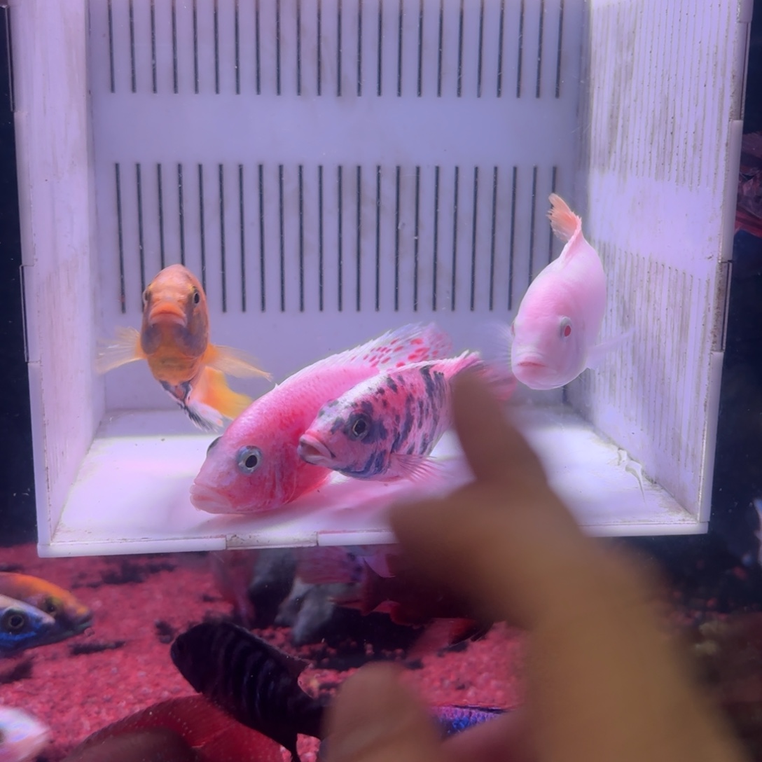 小***椒慈鲷鱼直播43号4条2快递送饲料