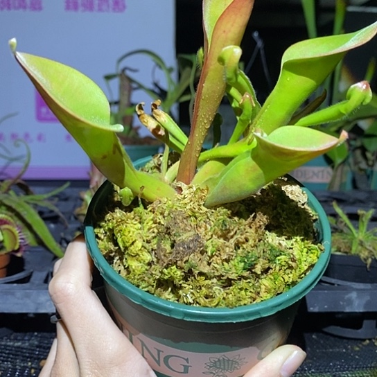 完全开放加仑盆垂花太阳瓶