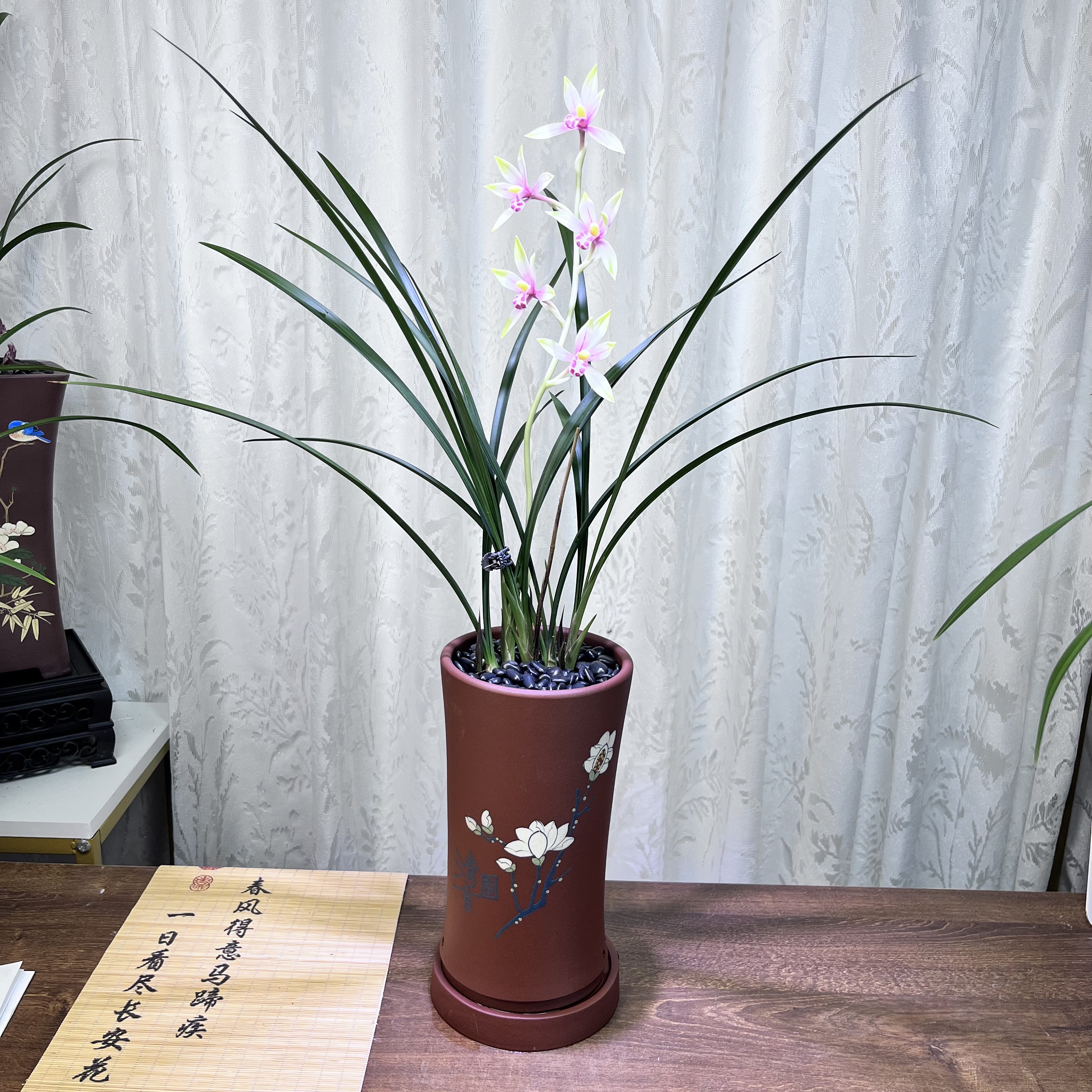 （屿山兰业）【碧月桃花】细叶寒兰 带花苞 室内花卉自然养殖兰花