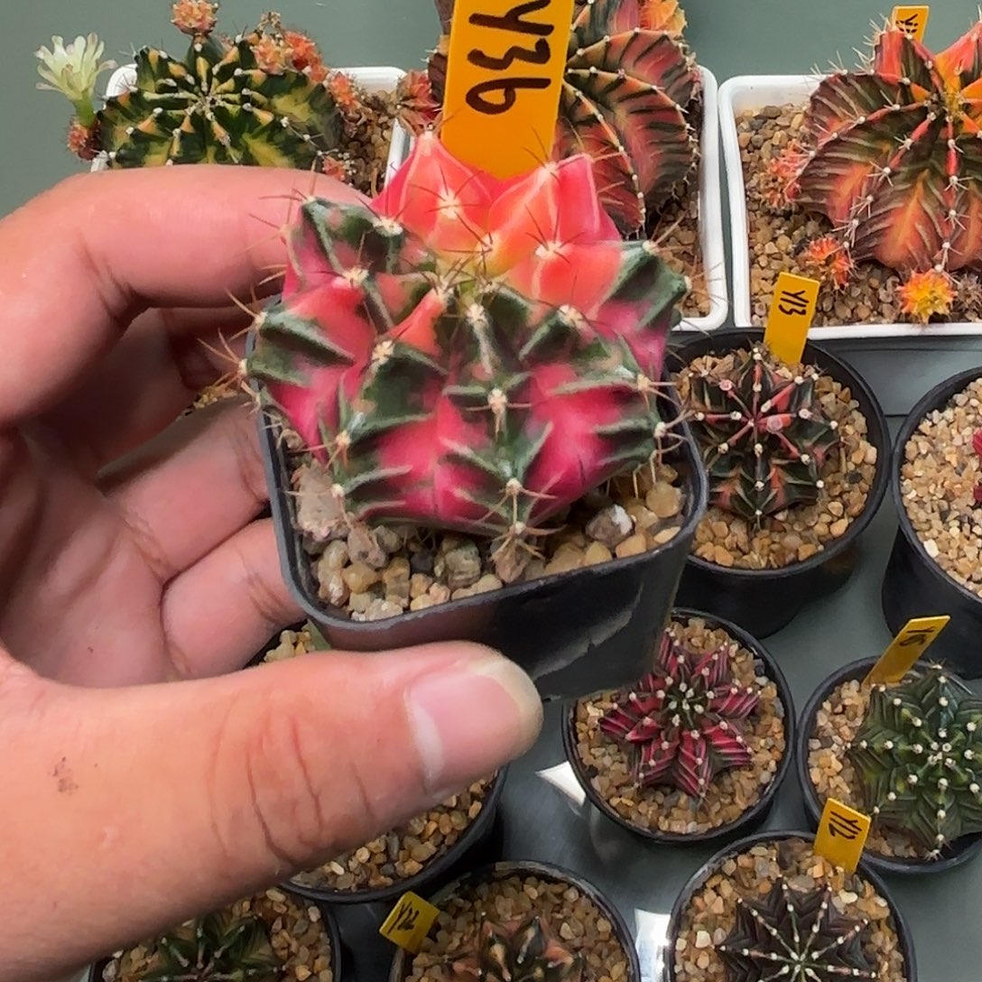 36-0925泰国发货多肉