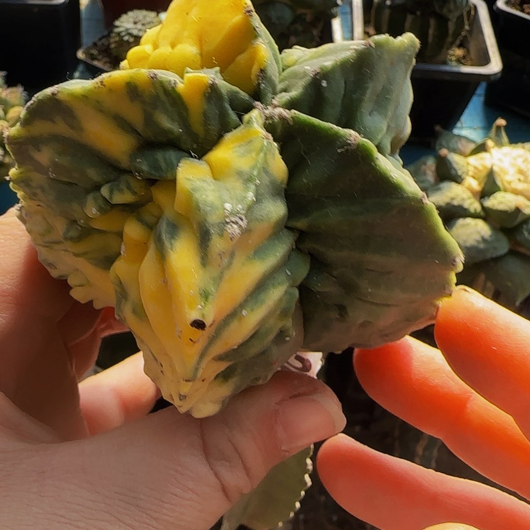 鸾锦265仙人球开花