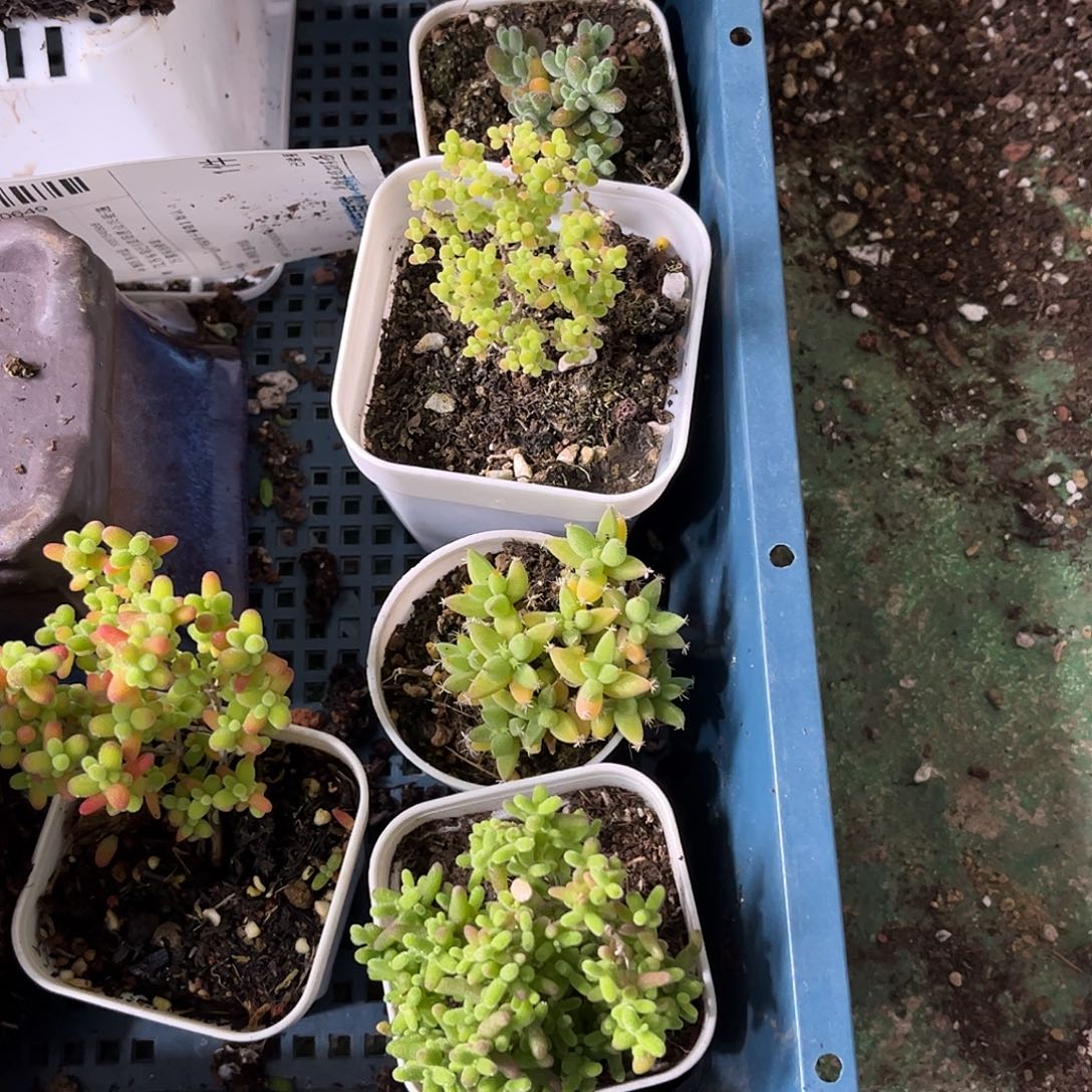 想****套餐枝干番杏优秀