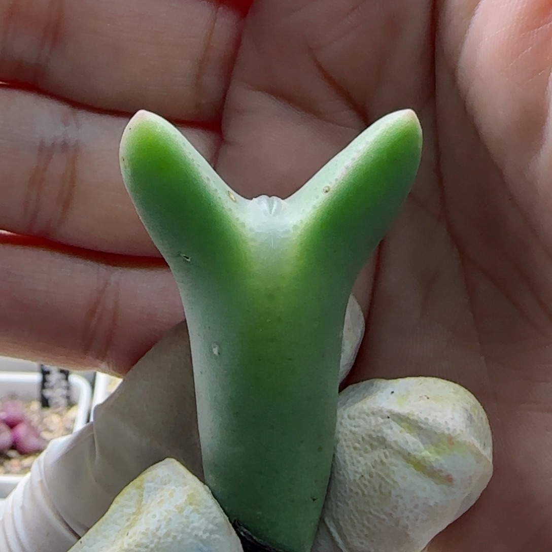 2-22-4-4当天满58包邮福利嘟嘟嘴皮卡丘根短多肉脱土