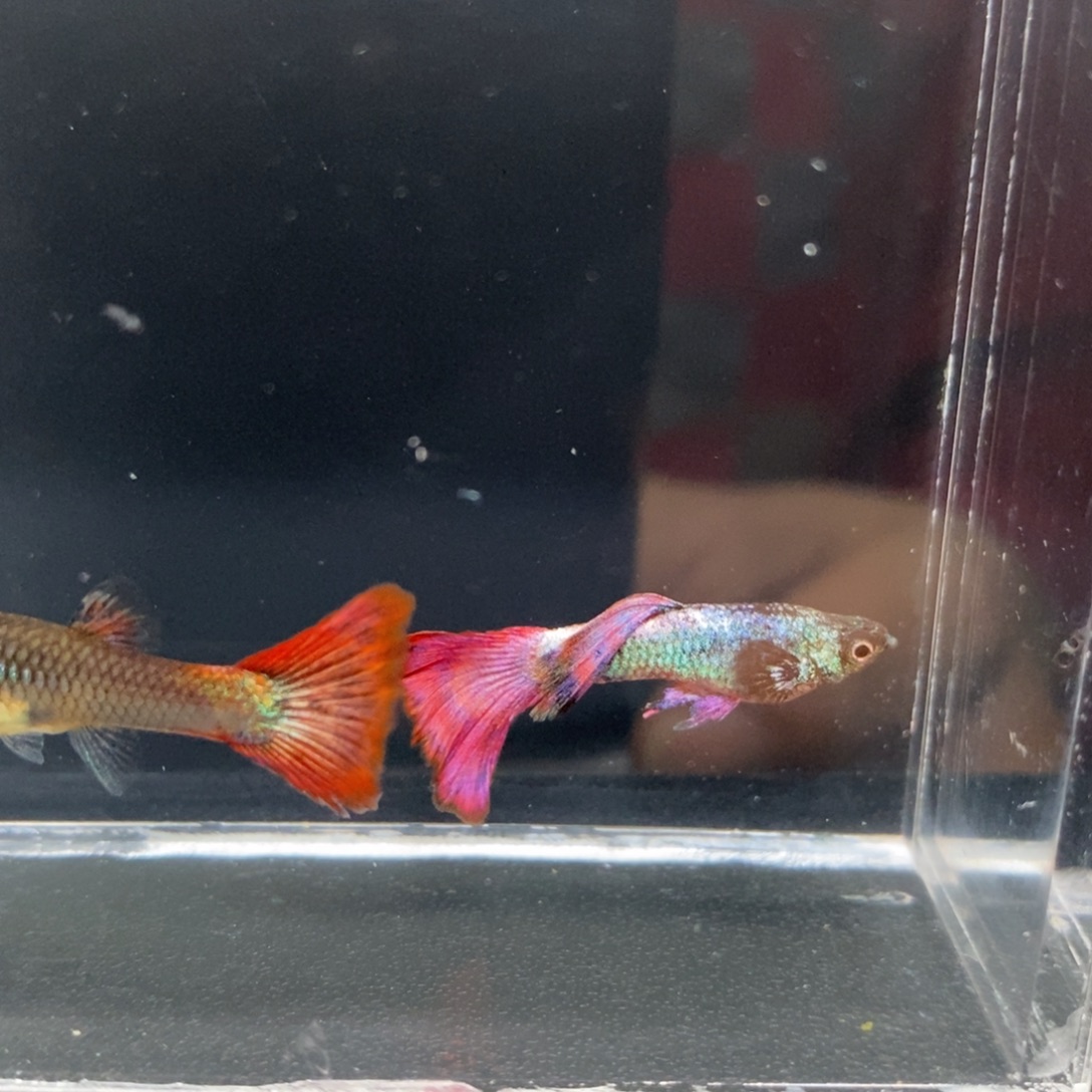 孔雀鱼野生色马晶塔一对