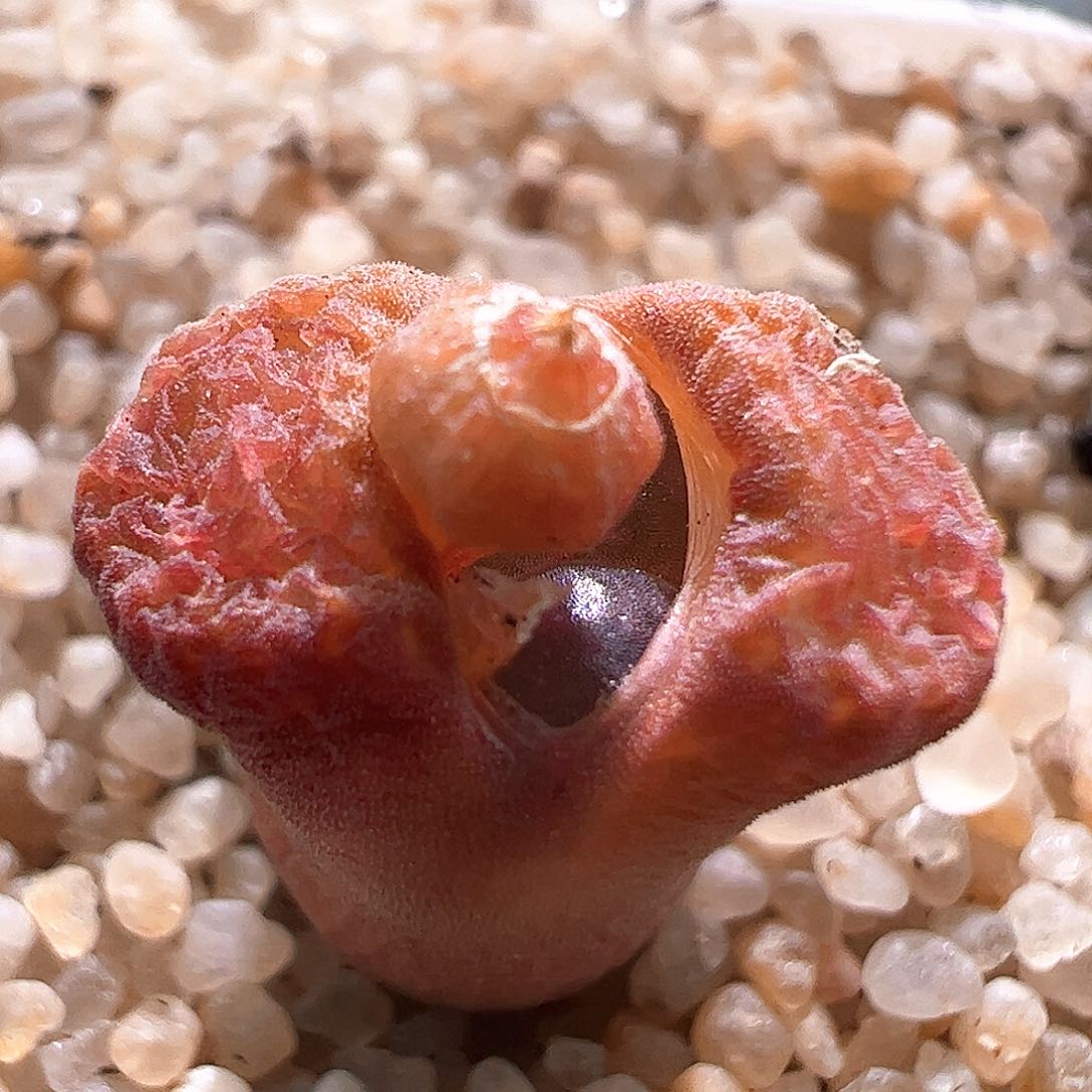 编号混合美美风铃一颗438。