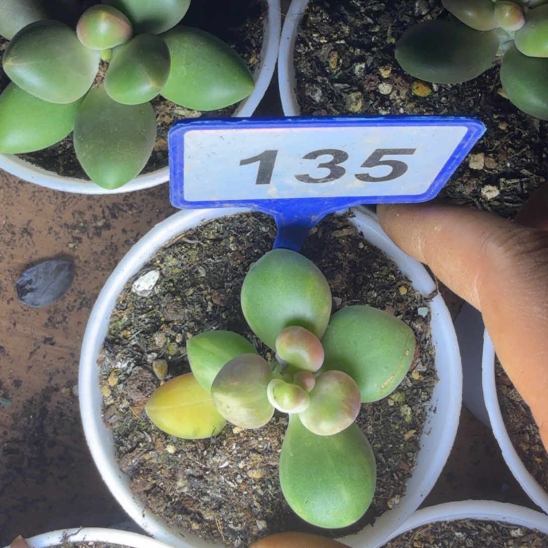 多肉植物芒果奶锦135