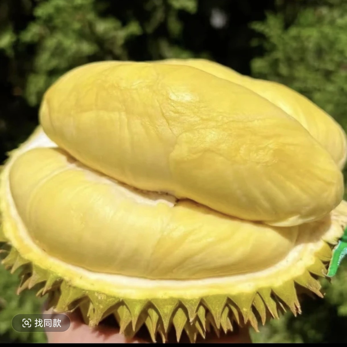《1号》树熟金枕榴莲新鲜核小金枕泰国金枕泰国一果一重金枕泰国
