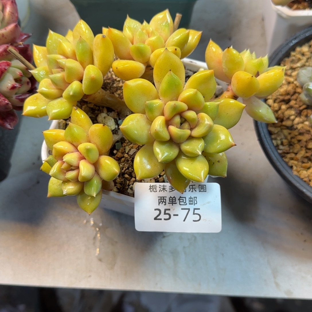 珍***前25-75红象牙带盆土多肉植物