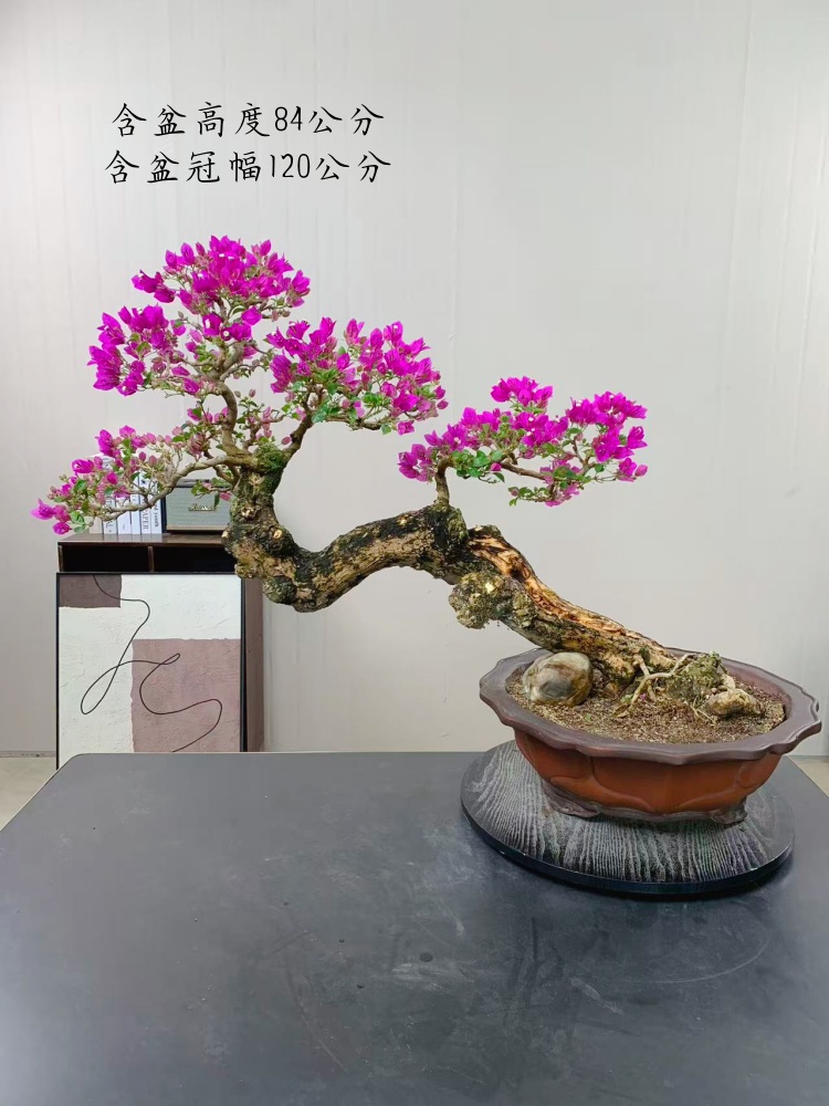 小叶紫三角梅年功枝爪精品盆景