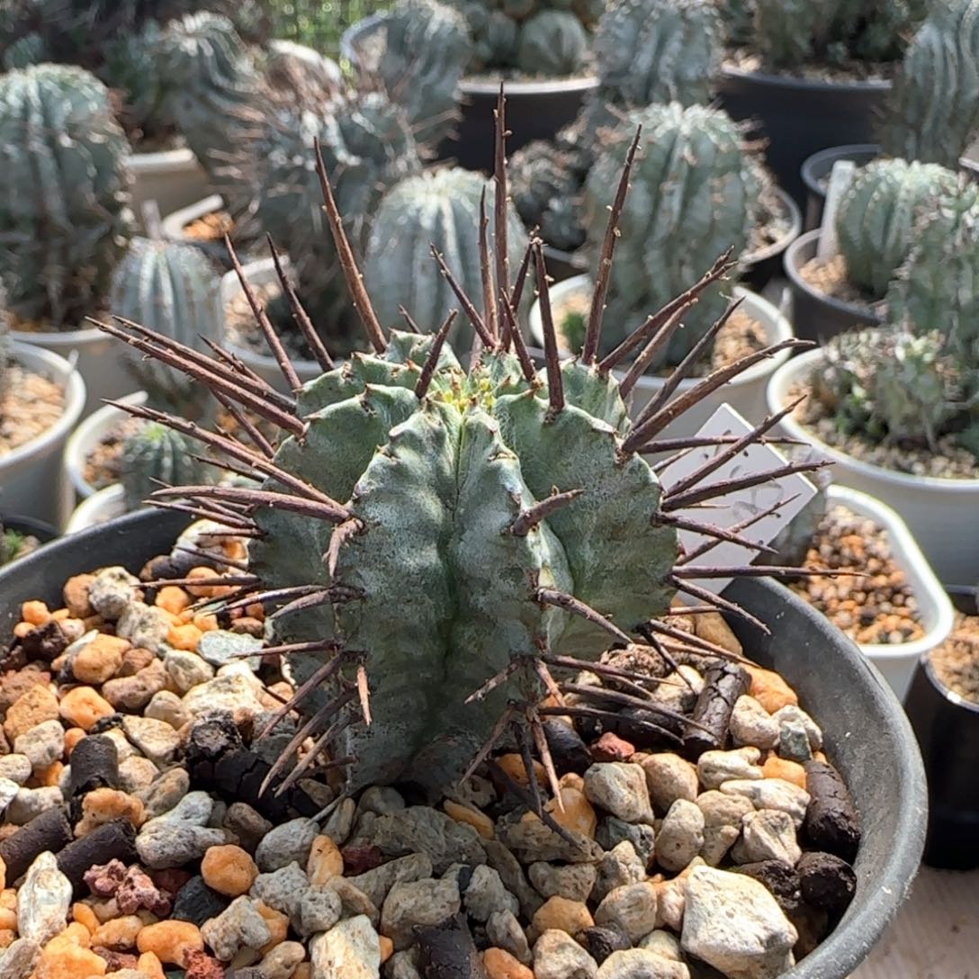 508脱土发 白衣1111