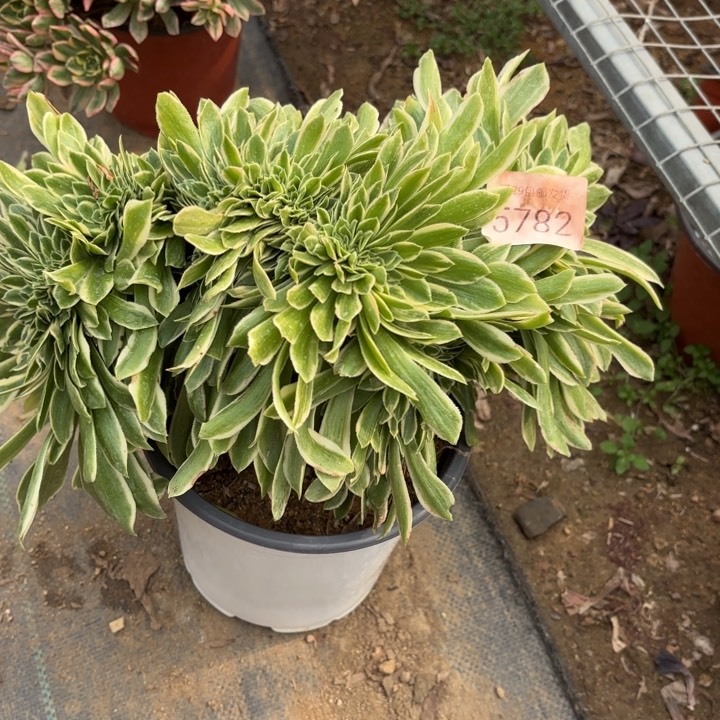 芳华坠多肉法师5782