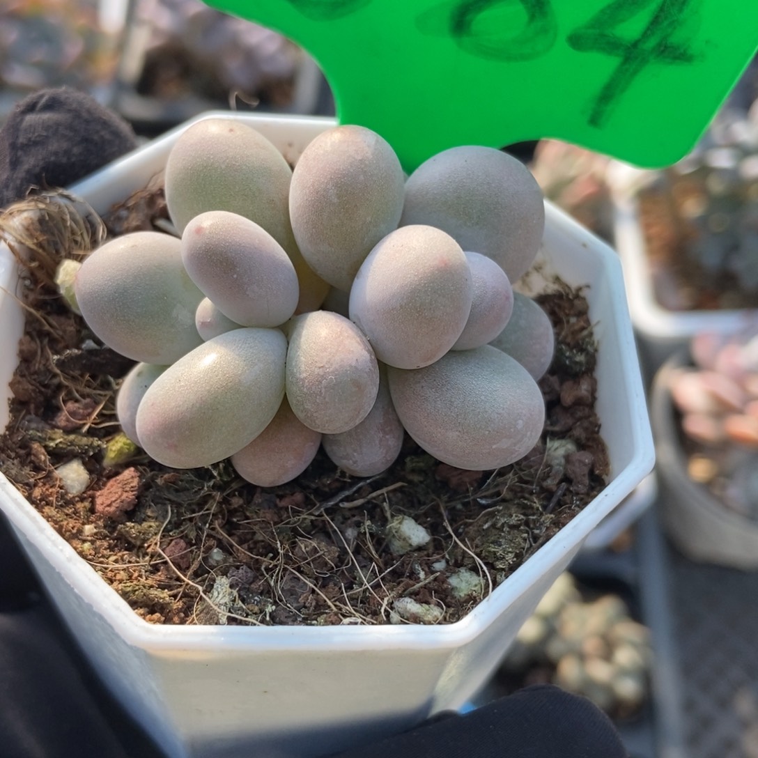 884彩虹奶多肉植物