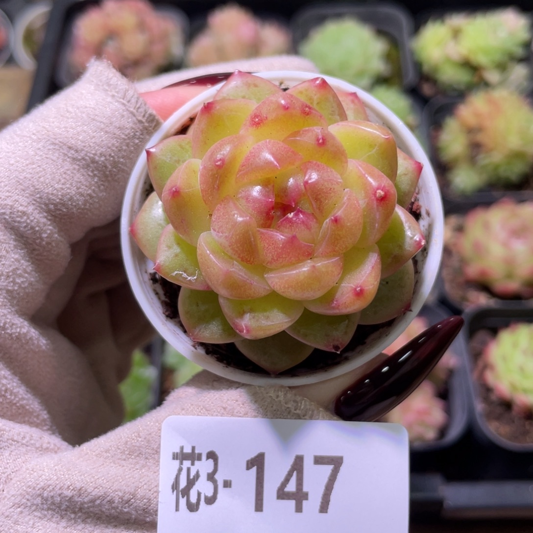 花利美3-147福利珍妮