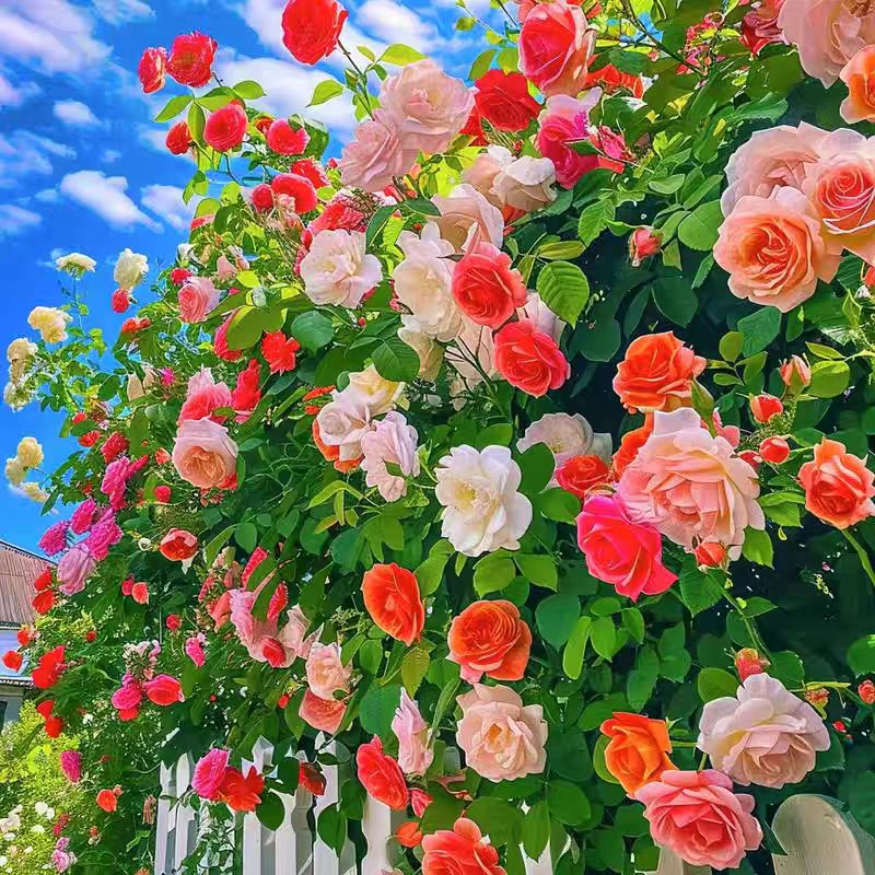 【有墙就爬】无刺蔷薇花苗月季花耐热抗寒四季开花阳台庭院驱虫驱蚊