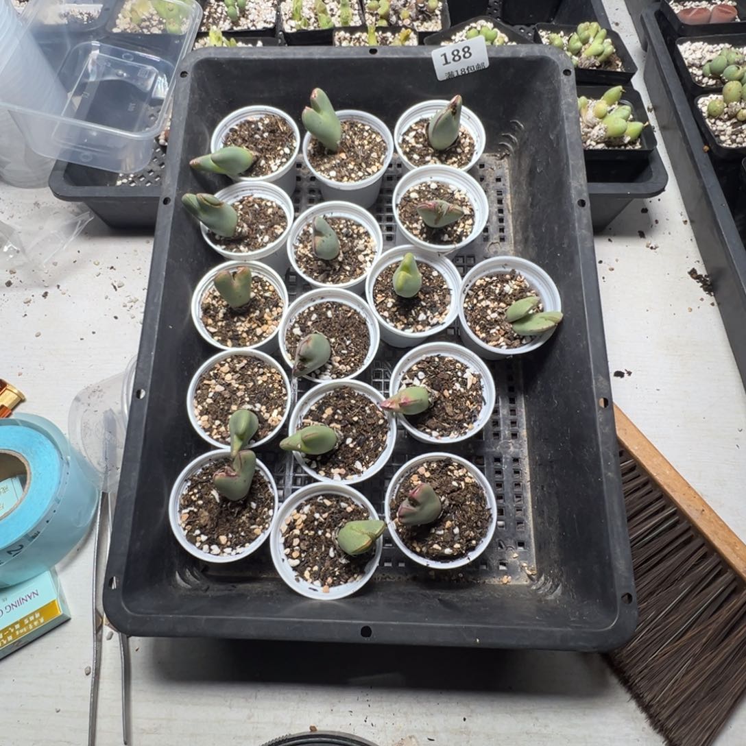 【闪购商品】4****喂188 脱土 带土球 