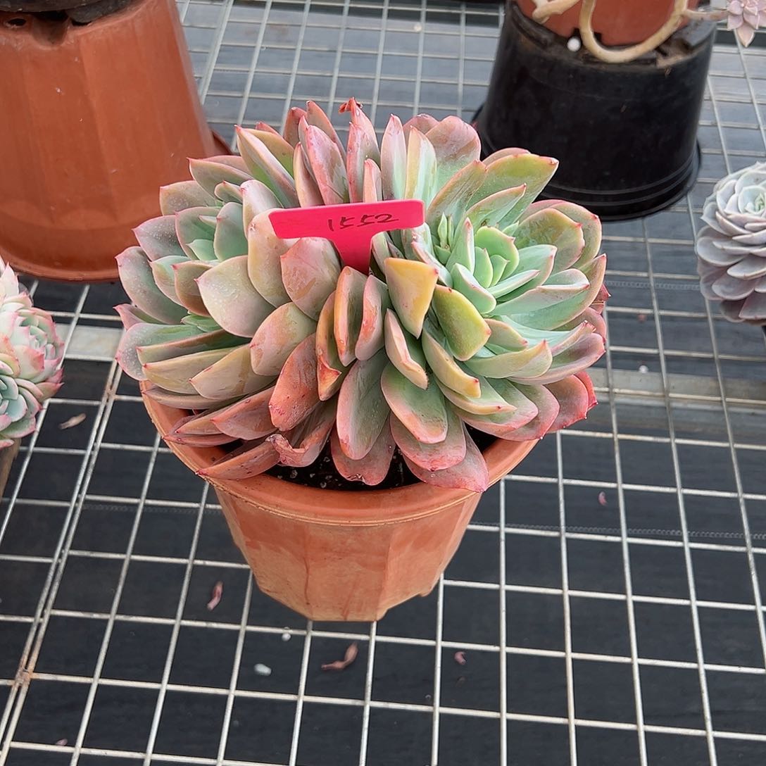 妞*1552绮罗多肉植物
