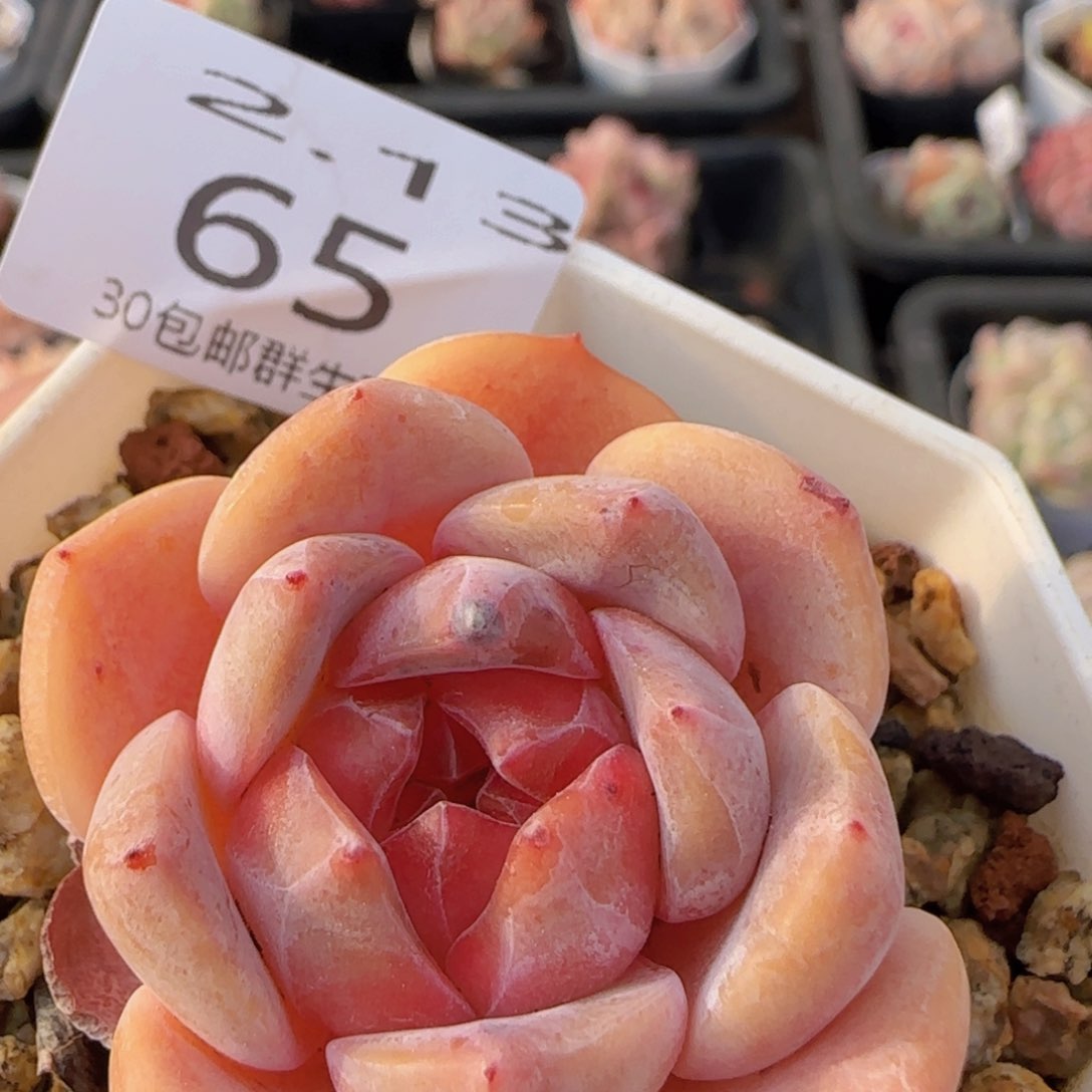 太妃糖单头一颗脱土发货