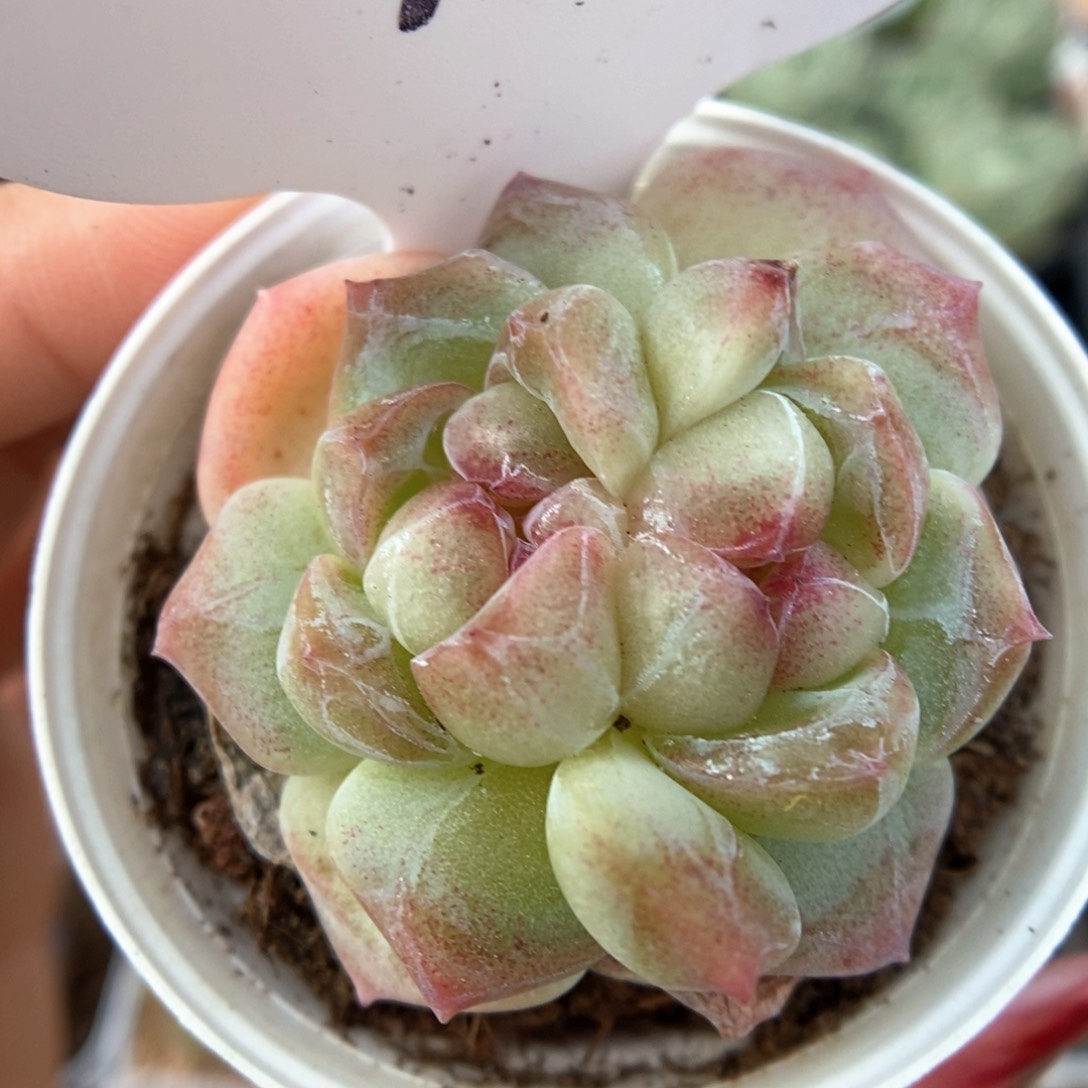 双心珍妮可拍4894号
