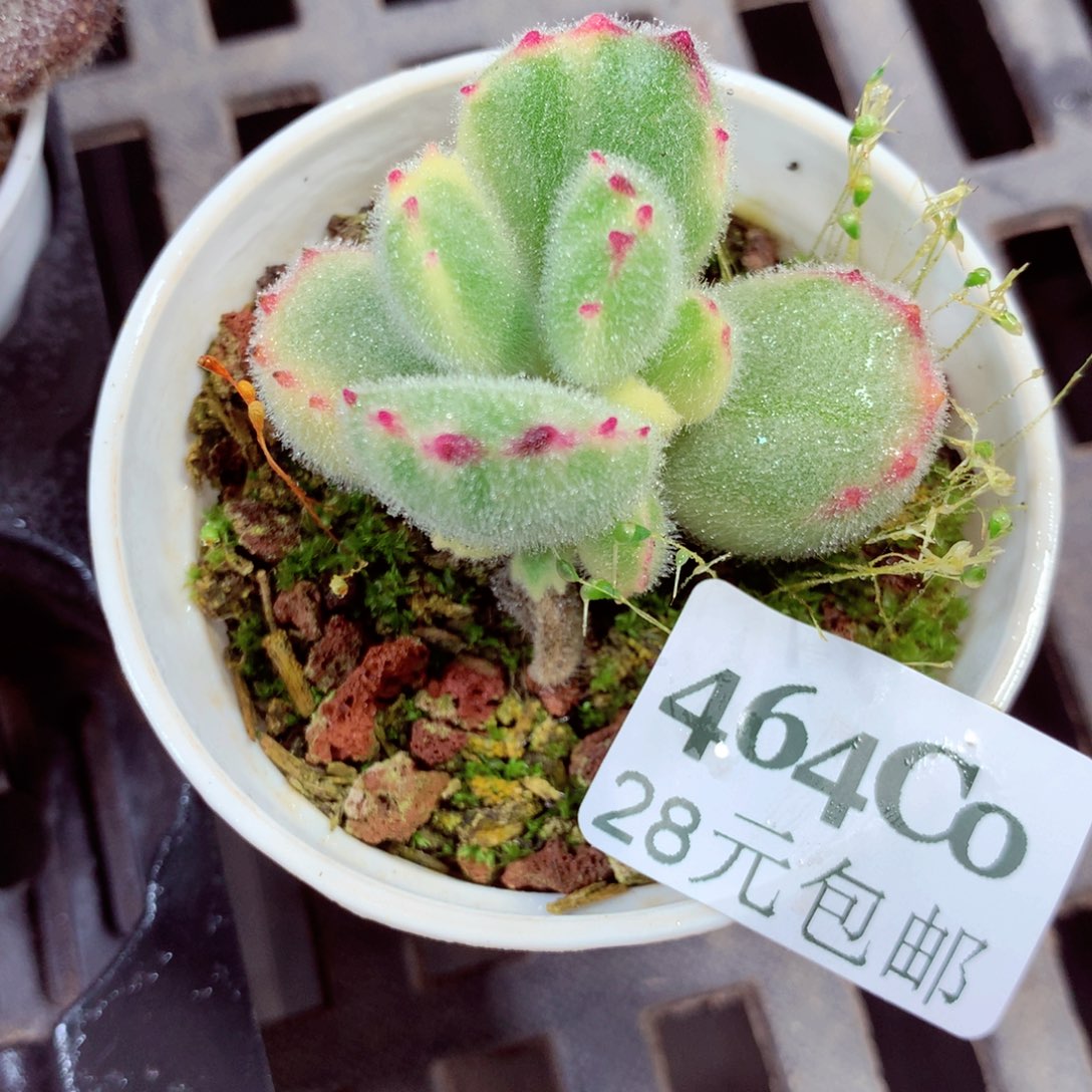 5厘米盆精控多肉464