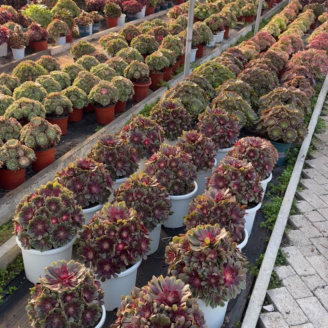 ****子多肉植物法师13妹福利