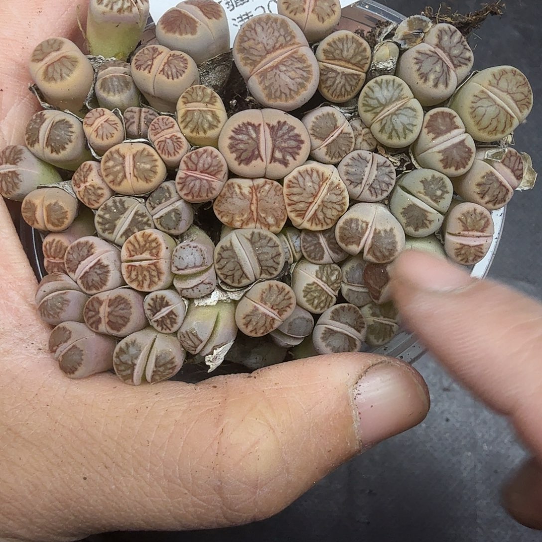 好看我真的不配喜欢了575哈哈