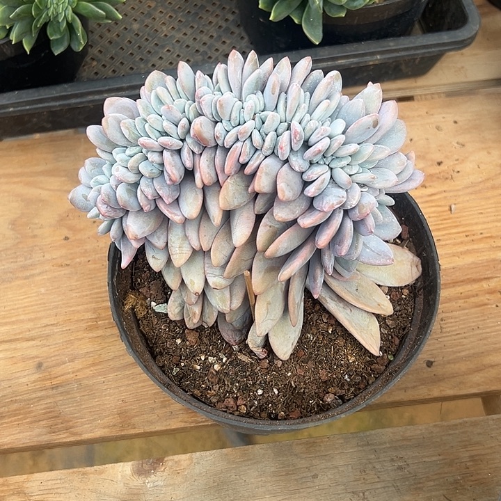 美***美多肉植物实物直播实物30