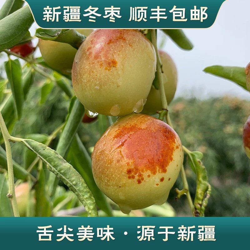 新疆图木舒克冬枣新鲜大枣当季水果沙漠脆枣鲜枣现摘现发整箱4斤