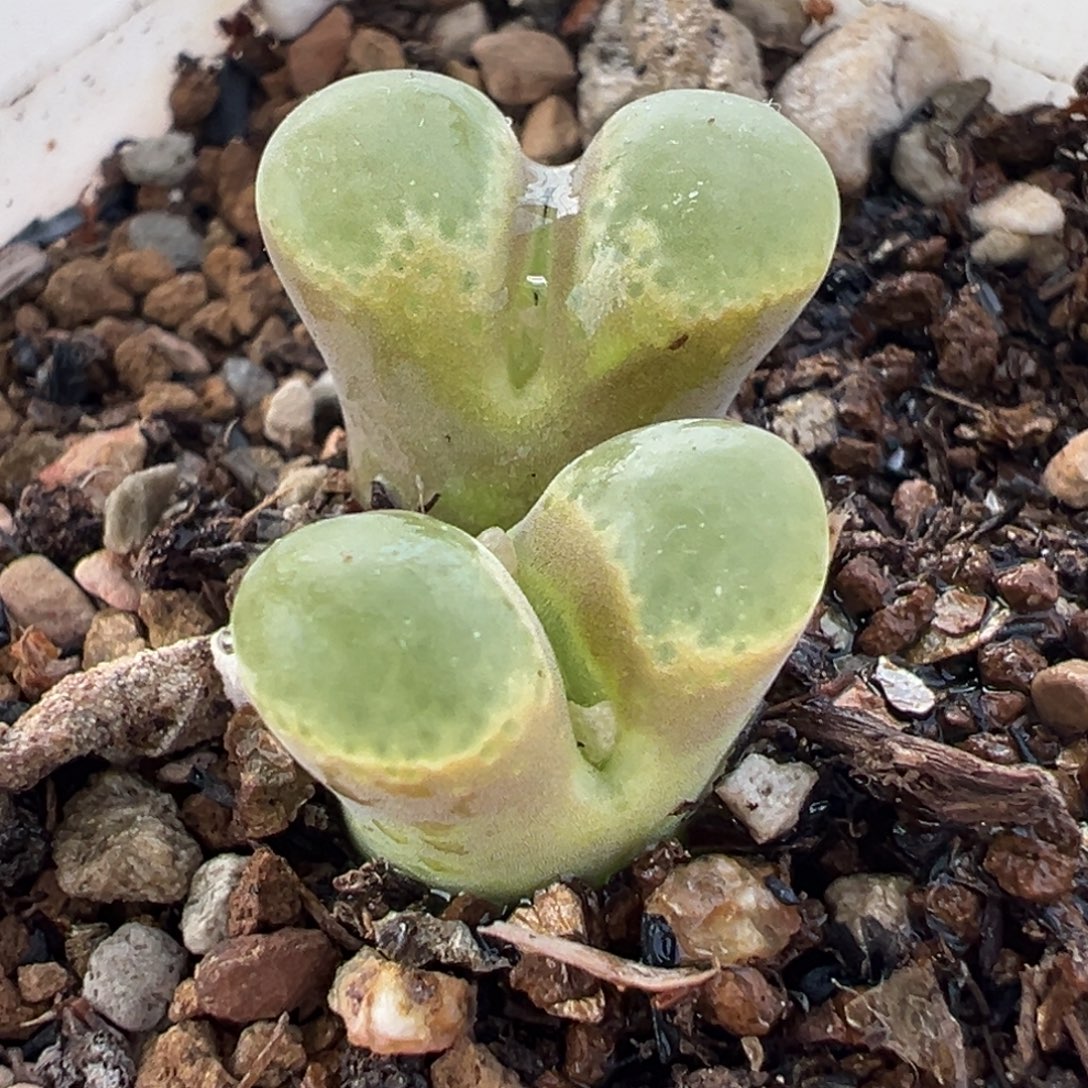 045多肉植物种类多样